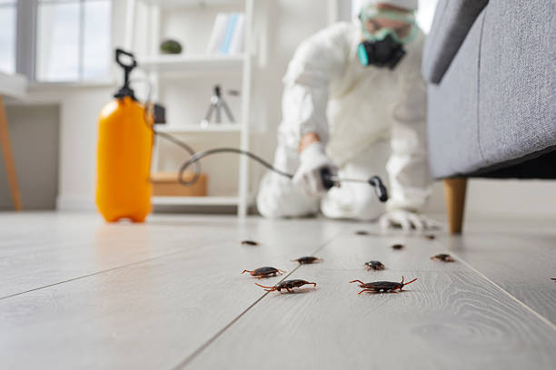 Commercial Kitchen Cockroach Control in Gibsonton